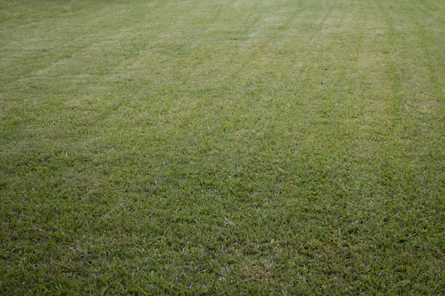Comment débrousailler son jardin ?