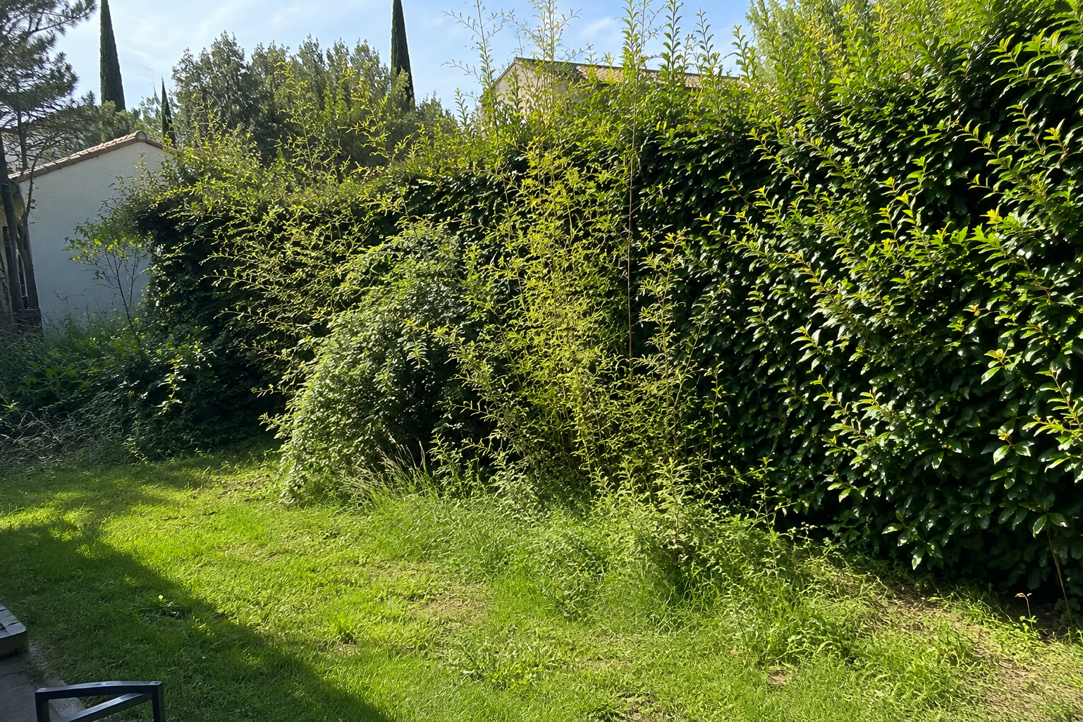 Haie trop haute avant intervention à Montpellier